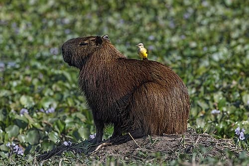 Capybara, worlds largest rodent with cattle tyrant on back, Mato Grosso, Pantanal, Brazil. Art Print